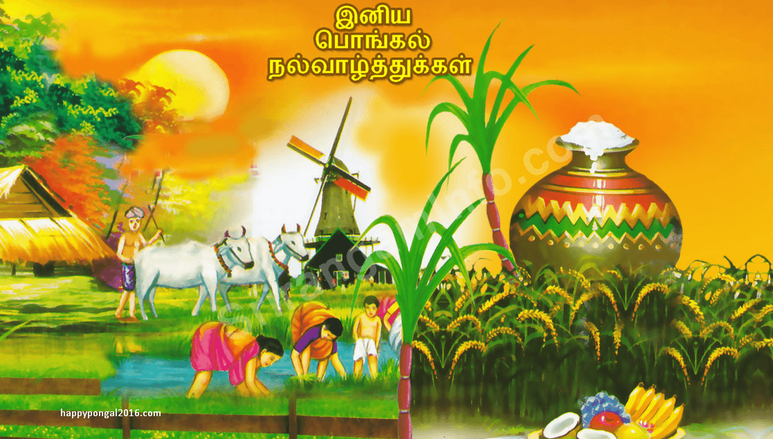 Thai Pongal Wishes, Quotes, Messages and Greetings