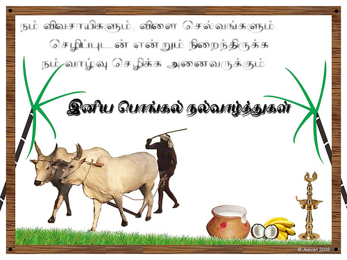 Thai Pongal Wishes, Quotes, Messages and Greetings