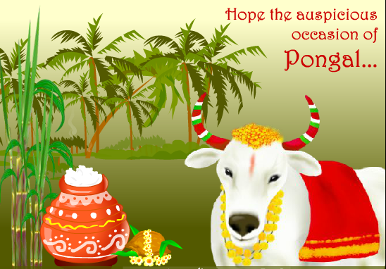 Thai Pongal Wishes, Quotes, Messages and Greetings