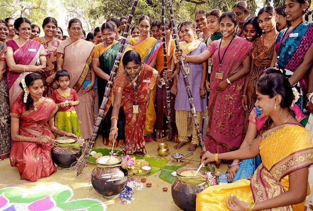 how to celebrate thai pongal