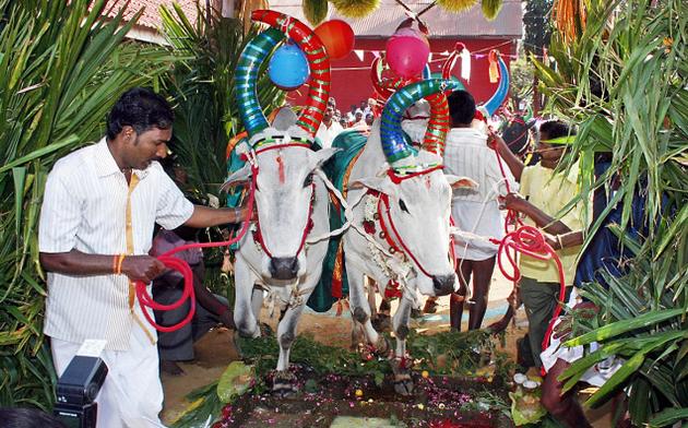 What Is Thai Pongal Festival & Thai Pongal Celebrations - Tamils Festival
