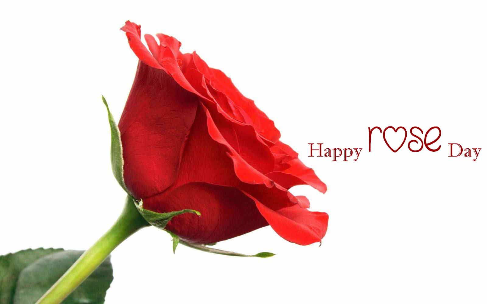 Happy Rose Day Images, Pics, Quotes, Wishes, Photos
