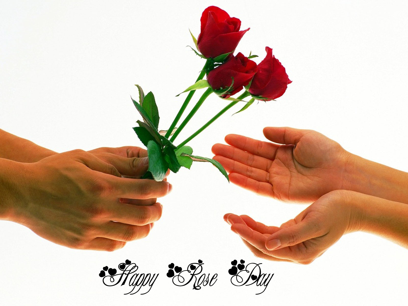 Happy Rose Day Images, Pics, Quotes, Wishes, Photos