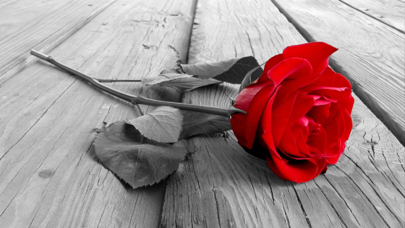 Valentines Day - Rose Day Wishes, Quotes, SMS and Messages